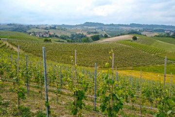 Conservazione del Nuovo Catasto Terreni - Verificazioni quinquennali gratuite 